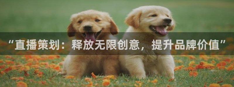 9255tv直播nba在线观看：“直播策划：释放无限创意，提升品牌价值”