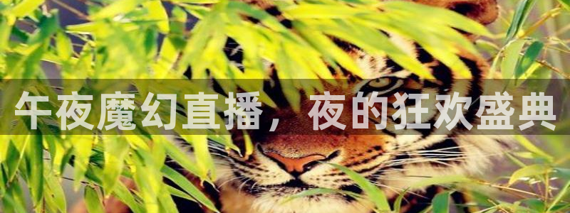 9255tv直播nba在线观看：午夜魔幻直播，夜的狂欢盛典